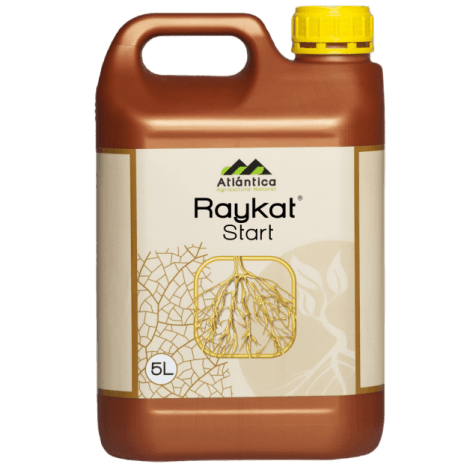 Райкат старт джеменейшн